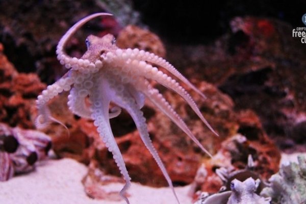 Kraken 25at