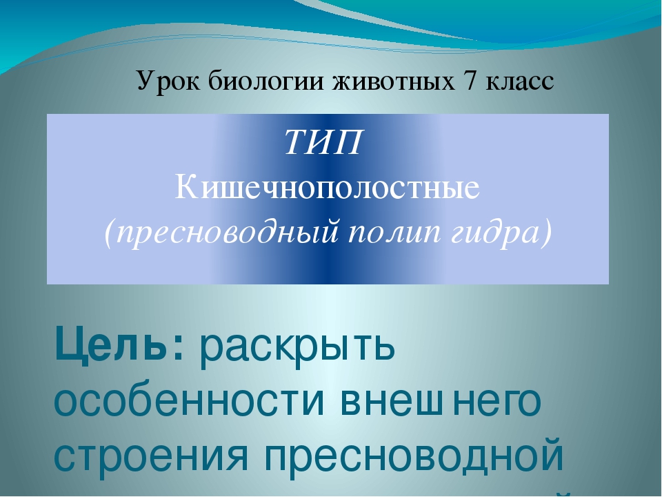 Кракен плейс