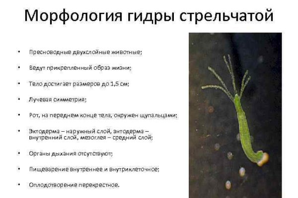 Кракен ссылка